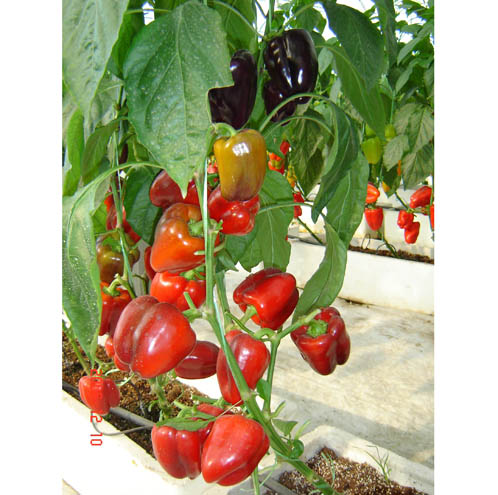 種子交易會照片